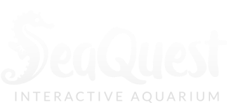 65318d9783e8f7bce96d576c_seaquest-logo.png