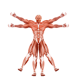 Dr.-Muscle-logo-transparent.png